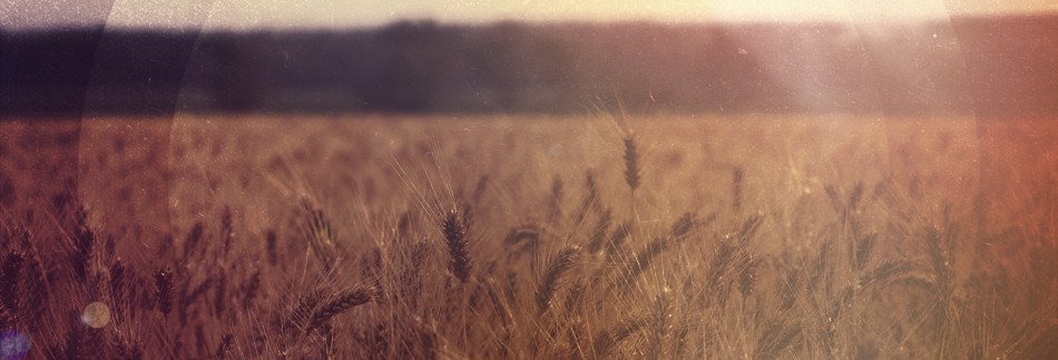 Field of Wheat Website Banner